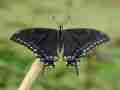 Papilio hybrid female of (p. machaon machaon f. x (p. machaon machaon m. x p. polyxenes asterius f.) m. x p. machaon hippocrates f.) (Internet Image property of respective owner, non-commercial use only)